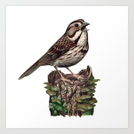 Song Sparrow Art Print