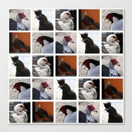 Closeup Animal Portraits Photographs. chickens, ducks Canvas Print