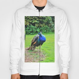 Peacock Hoody