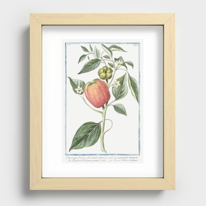Capsicum fruito, subrotundo, ventricoso sweet in the upper tetragon. Big peppers from Spain, and swe Recessed Framed Print