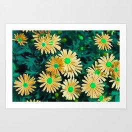 Floral Background, Purple Marquerite Daisy, Felicia amelloides, Yellow Kapaster. Multicolor spring Art Print | Color, Spring, Colorfull, Yellowkapaster, Art, Digital Manipulation, Ink, New, Floralbackground, Wild 