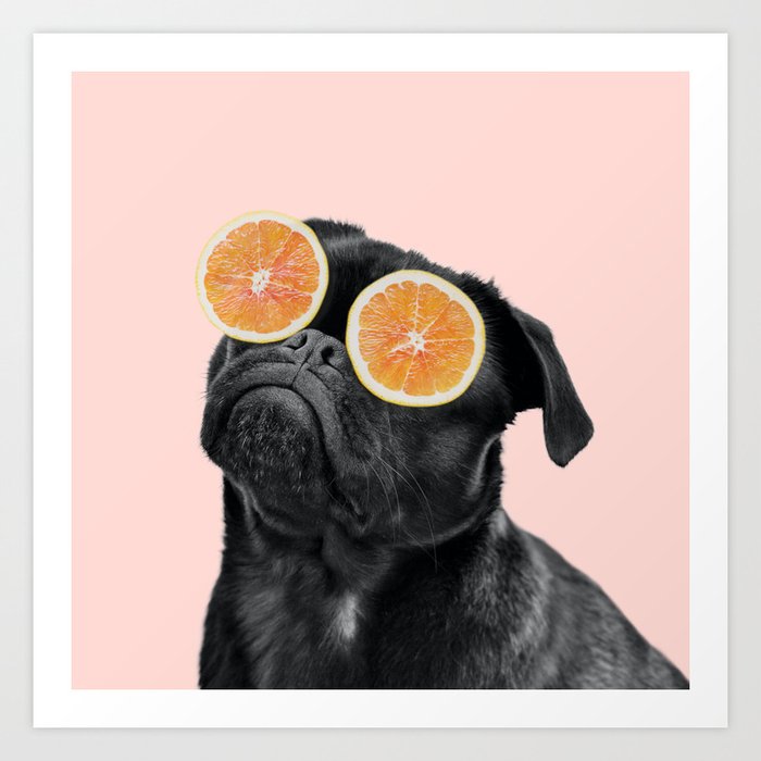 Relaxing pug with fruits mask in pink Art Print