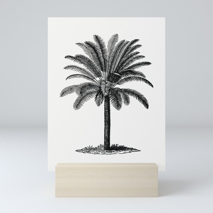 Vintage European Style Palm Tree Engraving Mini Art Print