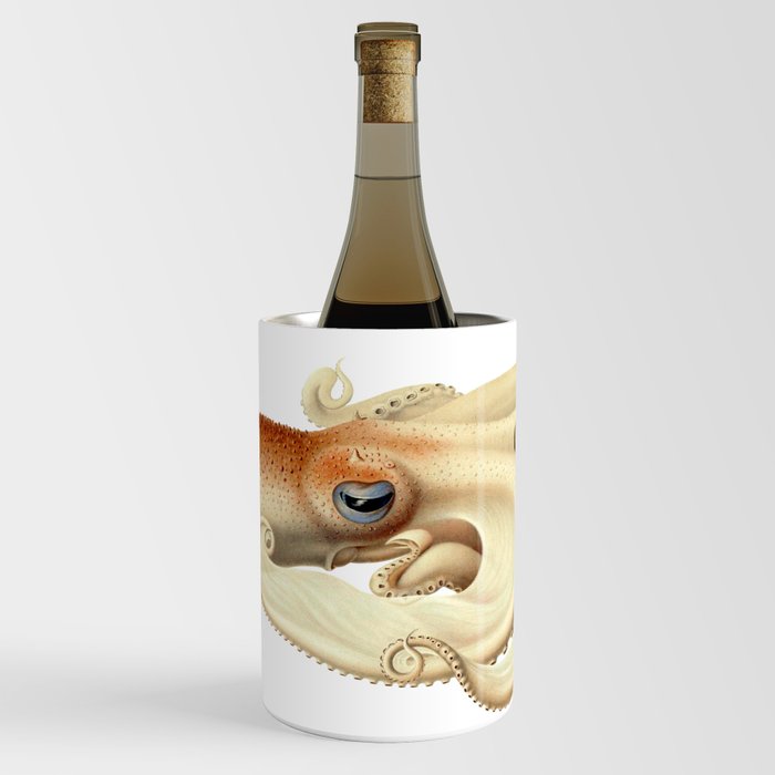The Angel octopus, (Velodona togata) Wine Chiller