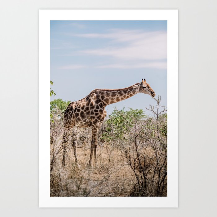 Giraffe in Africa | Wildlife photographer | Art Print