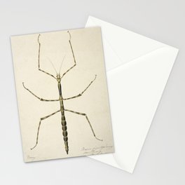 Stick Bug Vintage Drawing Stationery Cards