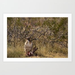 6139 - Red-Tailed Hawk Feeding Art Print