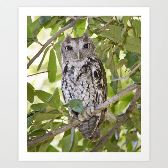 Screech Owl Art Print