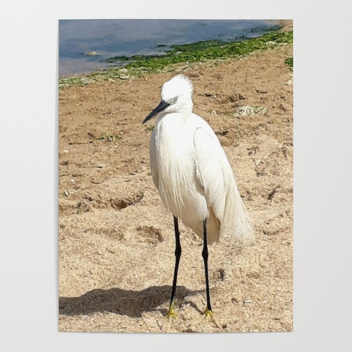 A friendly Heron on the beach Poster