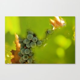 grapes Canvas Print