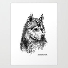  Siberian Husky Art Print