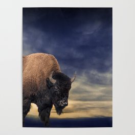 American Buffalo against an Evening Sky Poster