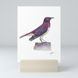 Violet Backed Starling Mini Art Print