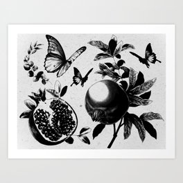 Pomegranate & Butterflies  Art Print