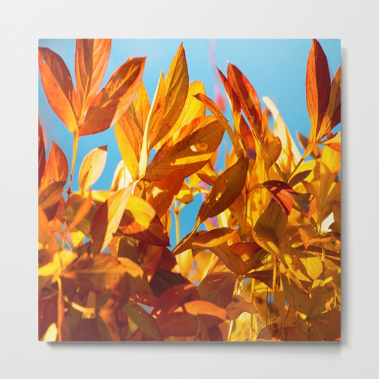 Autumn colors leaves against the blue sky Metal Print