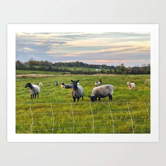 Sheep in Vermont Art Print