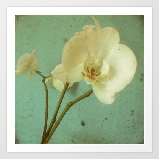 Morning Glory Art Print