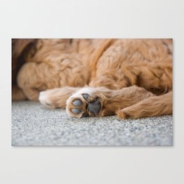 Paws Are Us Canvas Print