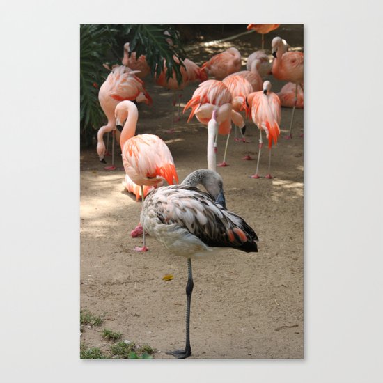 Flamingo - to be different Canvas Print
