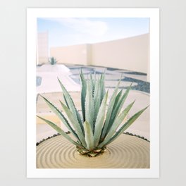 Agave plant in Mexico Art Print