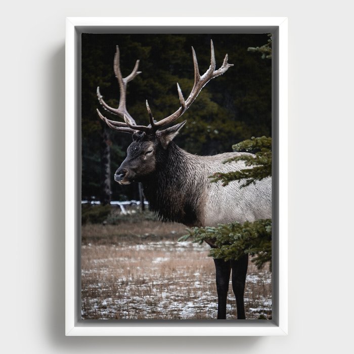 Bull Elk in the Canadian Rocky Mountains Framed Canvas