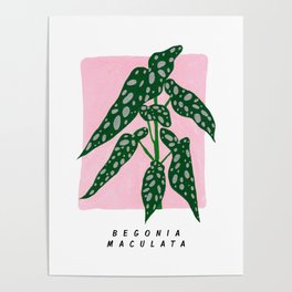 Begonia Maculata Poster
