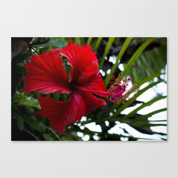 red. Canvas Print