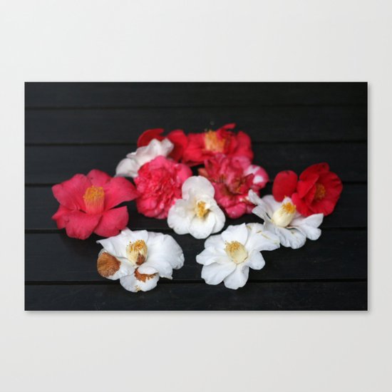 Red and White camelia Canvas Print