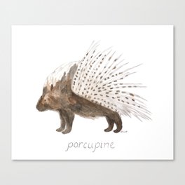 Porcupine Canvas Print