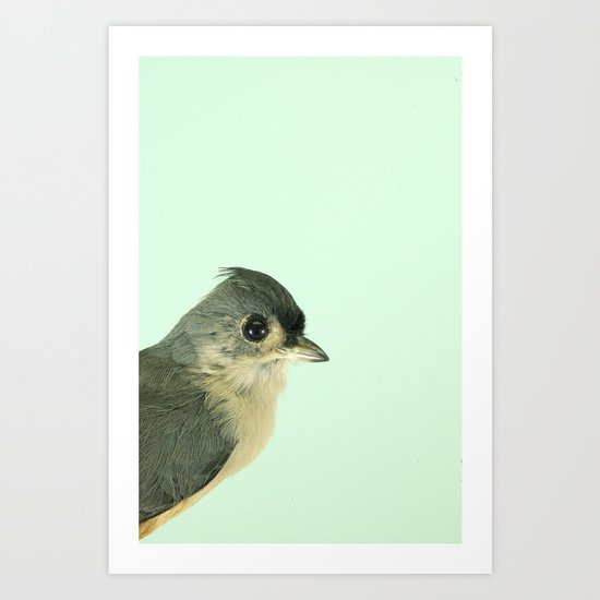 Natural History Bird Photograph - Tufted Titmouse Art Print