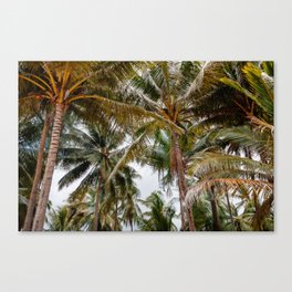 Palm trees on tropical Island of Thailand / fine art travel photography Canvas Print