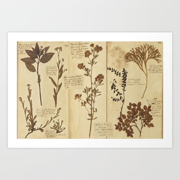 Dried plants - Vintage Herbarium Art Print