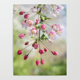 Pink Blossoms Poster