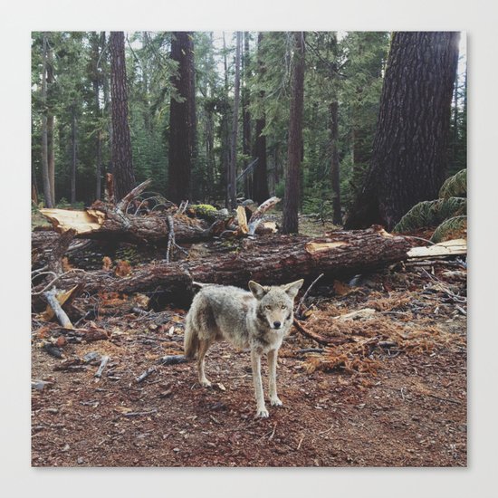 Injured Coyote Canvas Print