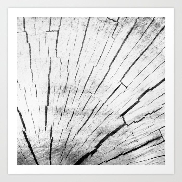 gray timber heartwood Art Print