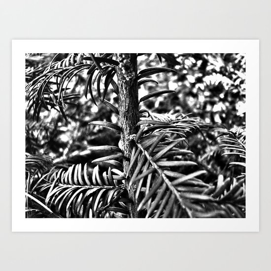 Sapling Art Print