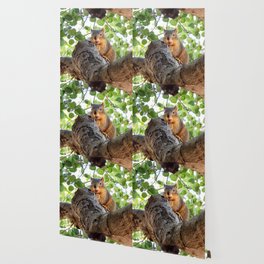 Suspicious Squirrel Guarding Acorn Wallpaper