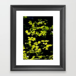 late summer sunny maple leaves Framed Art Print