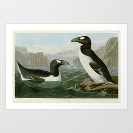 Great Auk - John James Audubon Birds of America Art Print
