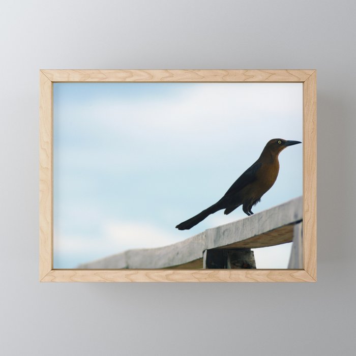 Bird collection _ 01 Framed Mini Art Print