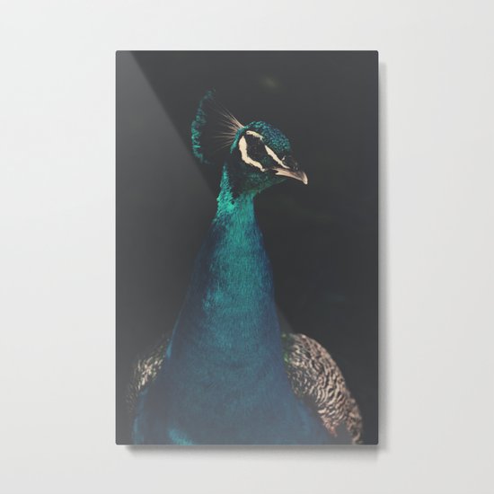 peacock and proud Metal Print