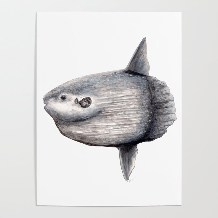 Ocean Sunfish (Mola mola) Poster