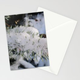 Winter Pine Tree Stationery Cards