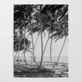 Miami Florida Palm Trees Black and White Vintage Photograph, 1915 Poster