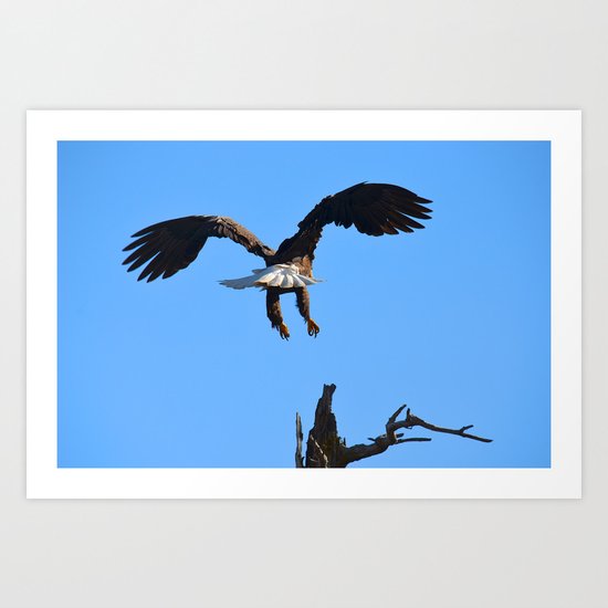 Coming in for a Landing Art Print
