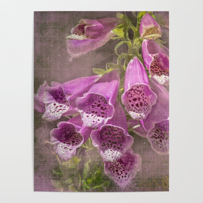 Purple Foxglove, a Wildflower of Yosemite Poster