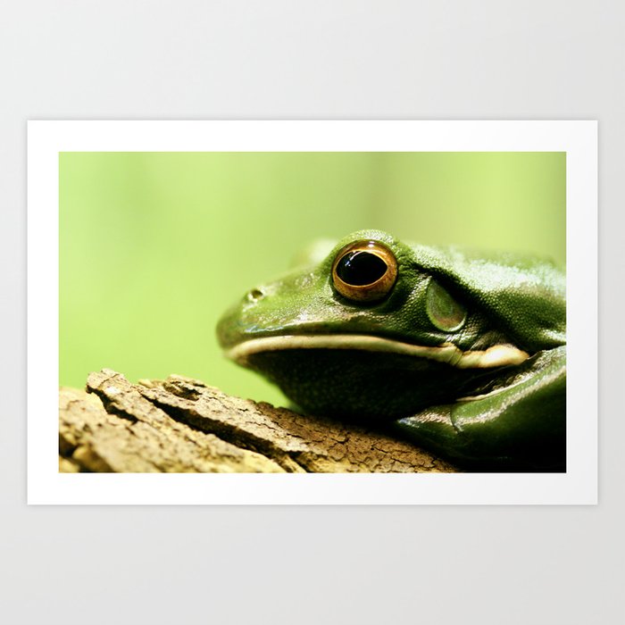 Green Tree Frog Art Print