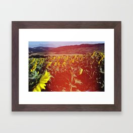 Sea of Sunflowers Framed Art Print | Wandering, Hiking, Beautiful, Spain, Warm, Sunflowers, Analogue, Photo, Art, Field 