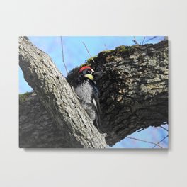 Woodpecker, Woodland Charmer Metal Print
