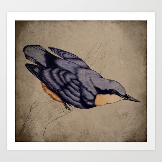 Nuthatch colour Art Print